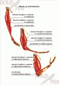 Anatomia człowieka cz. I zestaw foliogramów