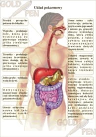Człowiek - Odżywianie i wydalanie