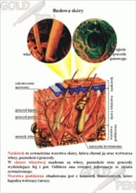 Człowiek - Zmysły zestaw foliogramów