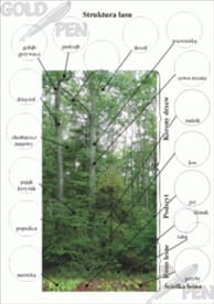 Ekosystem lasu i jego zagrożenia  zestaw foliogramów