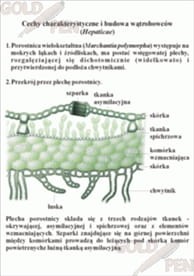  Mszaki i paprotniki zestaw foliogramów