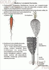 Nagonasienne i okrytonasienne