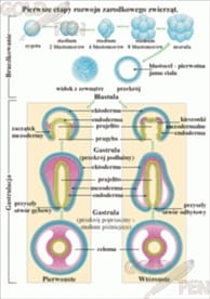 Pierwotniaki zestaw foliogramów