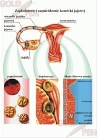 Rozmnażanie i dziedziczenie