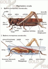Stawonogi zestaw foliogramów