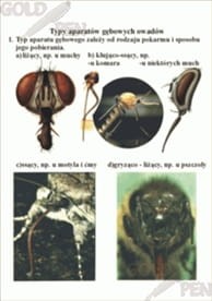 Świat zwierząt zestaw foliogramów