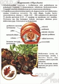 Zwierzęta beztkankowe i tkankowe zestaw foliogra