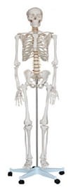 Szkielet człowieka 170 cm na statywie