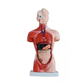 Tors tułów unisex 45cm 23 części