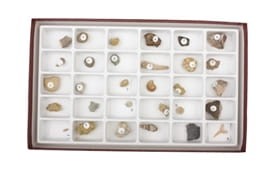 Skamieniałości – kolekcja rozszerzona